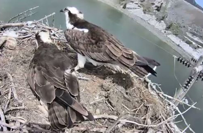 Fortisalberta osprey sale cam