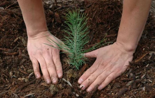 Community Naturalization and Tree Planting Grants Awarded