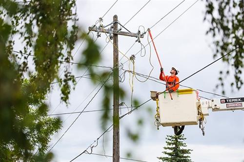 bucket truck tree