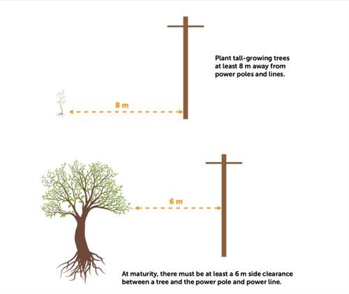 diagram tree planting