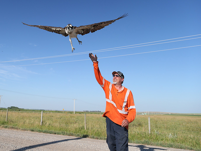 osprey release